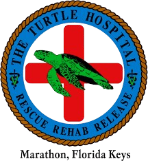 image Turtle Hospital